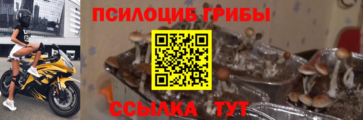 Псилоцибиновые грибы MAGIC MUSHROOMS Снежинск